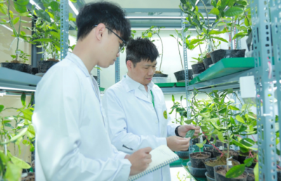 Bàn tay tài hoa của nghệ nhân kiến tạo nên những kiệt tác thiên nhiên.