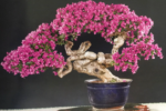 Cây Hoa Giấy Bonsai