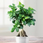 Cây Si Nhật Bonsai - Image 3