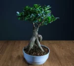 Cây Si Nhật Bonsai - Image 5