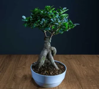 Chăm sóc cây bonsai đẹp giúp xoa dịu tinh thần hiệu quả.