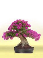 Cây Hoa Giấy Bonsai - Image 4