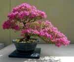 Cây Hoa Giấy Bonsai - Image 2