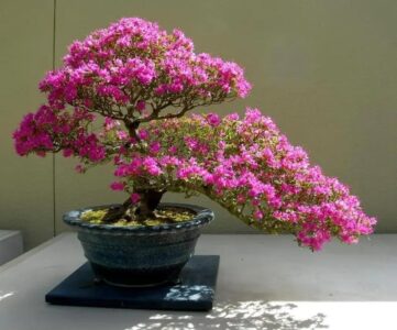 Lợi ích mà cây xanh mang lại cho không gian phòng khách.