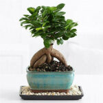Cây Si Nhật Bonsai