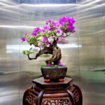 Cây Hoa Giấy Bonsai - Image 3